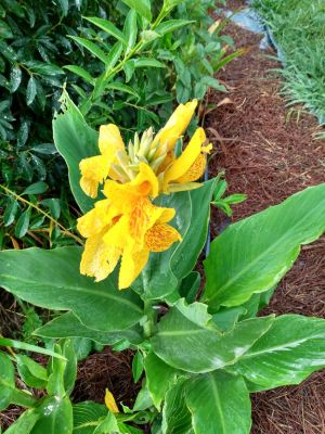 Rhizomes Cannas Lily