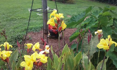 Rhizomes Cannas Lily