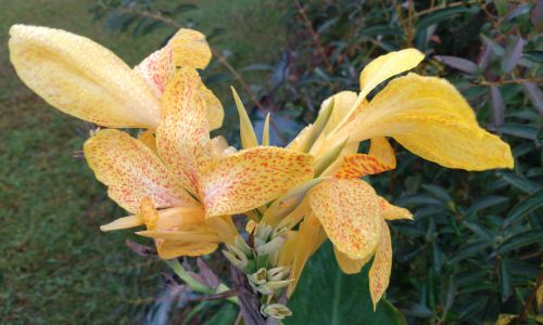 Rhizomes Cannas Lily