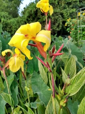 Rhizomes Cannas Lily