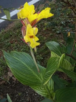 Rhizomes Cannas Lily