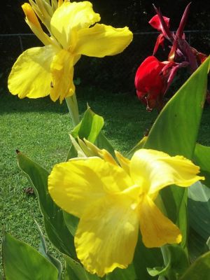 Rhizomes Cannas Lily