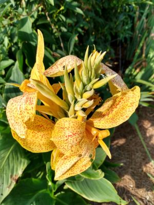 Rhizomes Cannas Lily