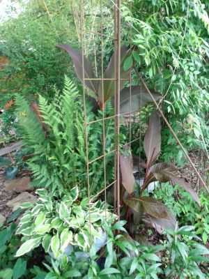 Rhizomes Cannas Lily