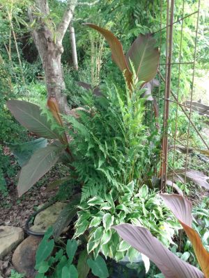 Rhizomes Cannas Lily