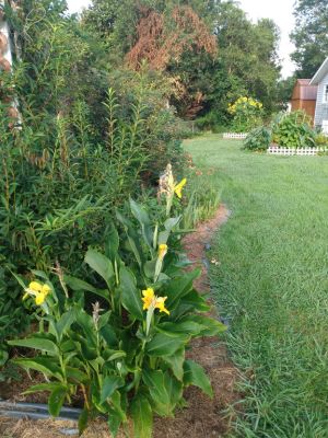 Rhizomes Cannas Lily