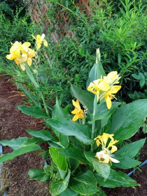 Rhizomes Cannas Lily