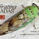 Celebrating Cicadas
