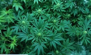 Coalition of Attorneys General Opposing Rescheduling of Marijuana
