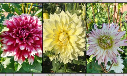 Dahlias Blooming