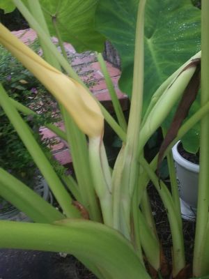 Elephant Ear Island