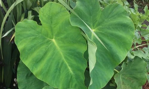 Elephant Ear Island