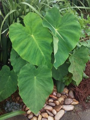 Elephant Ear Island