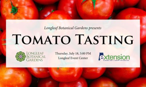 Tomoato Tasting