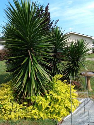 Yucca