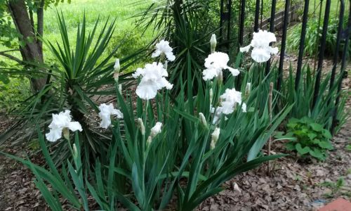 Heirloom Flowers