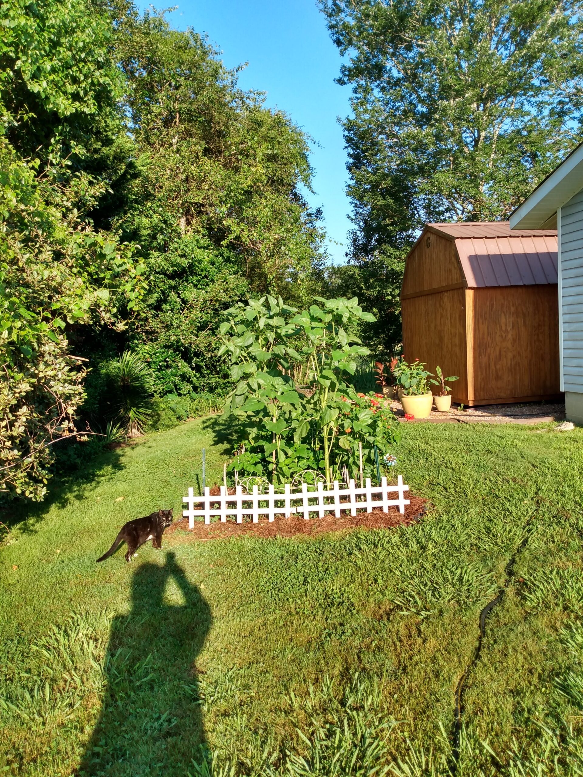 in Ground, Potted, Straw Bale, Raised Bed Gardening,