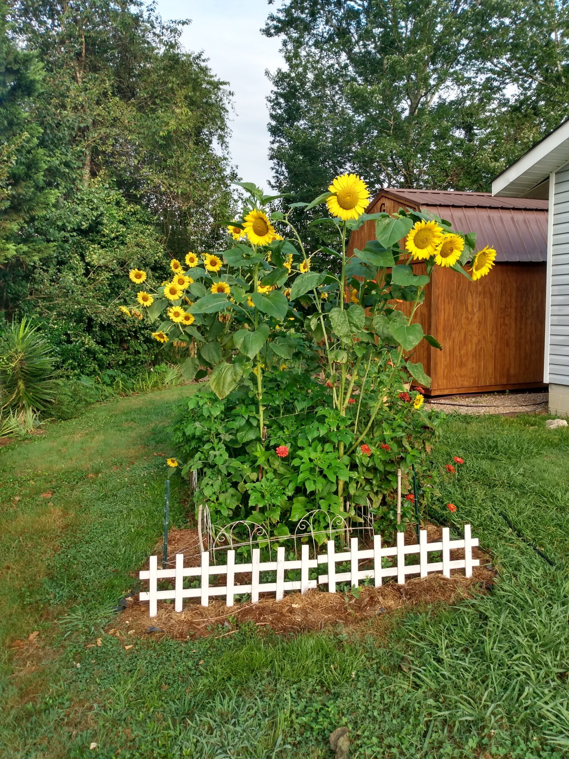 in Ground, Potted, Straw Bale, Raised Bed Gardening,