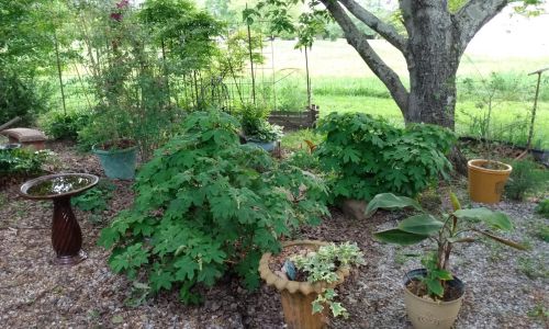 Landscaping A Shade Garden