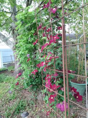 Landscaping A Shade Garden