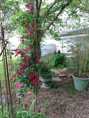 Landscaping A Shade Garden