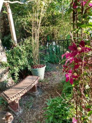 Landscaping A Shade Garden