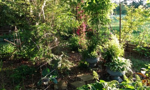 Landscaping A Shade Garden