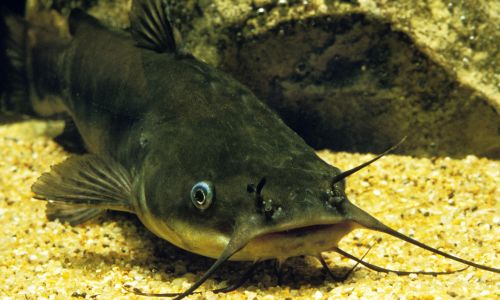 U.S. Senators Katie Britt, Tommy Tuberville, Roger Wicker, Cindy Hyde-Smith Designate August National Catfish Month