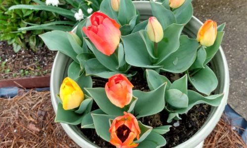 Tulips, Pansies, Bloody Dock Leave