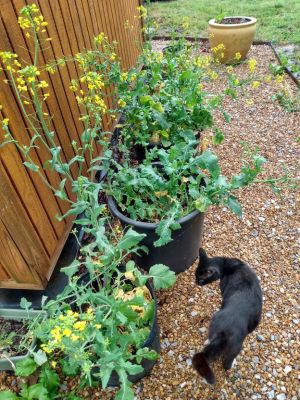 Growing Fall Crops Before Frost,