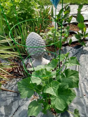 Growing Fall Crops Before Frost,