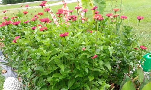 Growing Fall Crops Before Frost,