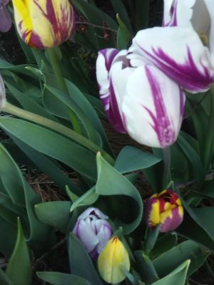 Tulips, Pansies, Bloody Dock Leaves