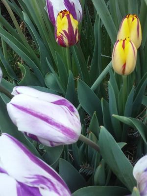 Tulips, Pansies, Bloody Dock Leaves