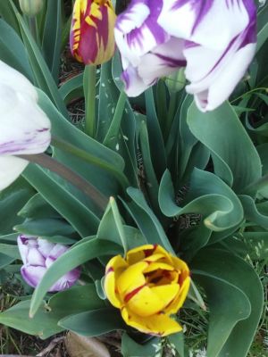 Tulips, Pansies, Bloody Dock Leaves