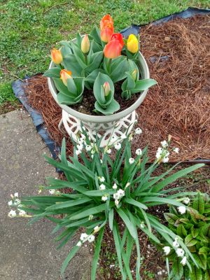 Tulips, Pansies, Bloody Dock Leaves