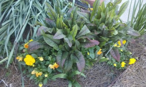 Tulips, Pansies, Bloody Dock Leaves