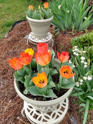 Tulips, Pansies, Bloody Dock Leaves