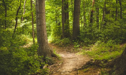 USDA Forest Service officials urge hunters, hikers to be cautious while visiting Alabama’s National Forests