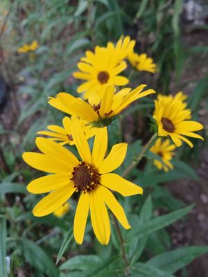 Article Harvesting Seeds