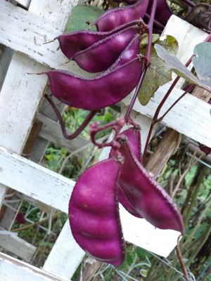 Article Harvesting Seeds