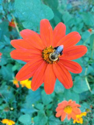 Article Harvesting Seeds