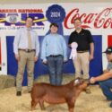 Aidan Hammonds of Calhoun County exhibited the Reserve Champion Duroc Gilt in the Youth Swine Show at the Alabama National Fair Oct. 13 in Montgomery. A gilt is a female pig that has not yet had a litter. Alabama Farmers Federation and Alfa Insurance sponsored youth livestock events at the fair. Hammonds is pictured with judge Colby Hough and Federation Executive Director Paul Pinyan.