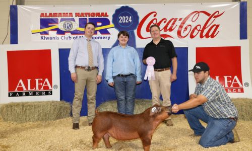 Aidan Hammonds of Calhoun County exhibited the Reserve Champion Duroc Gilt in the Youth Swine Show at the Alabama National Fair Oct. 13 in Montgomery. A gilt is a female pig that has not yet had a litter. Alabama Farmers Federation and Alfa Insurance sponsored youth livestock events at the fair. Hammonds is pictured with judge Colby Hough and Federation Executive Director Paul Pinyan.