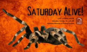 Saturday Alive!