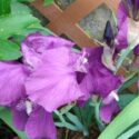 Iris Transplanting Tips