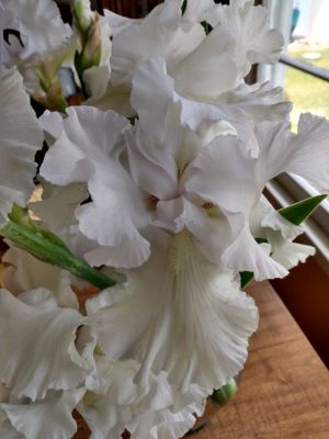 Iris Transplanting Tips