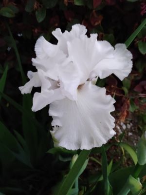 Iris Transplanting Tips