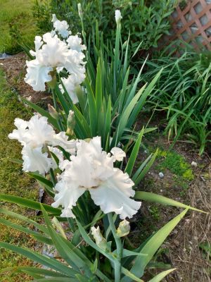 Iris Transplanting Tips