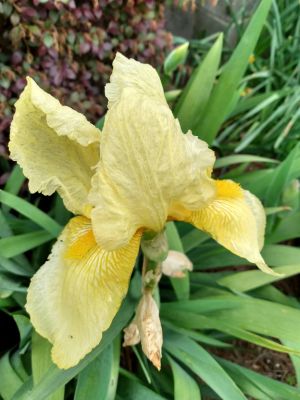 Iris Transplanting Tips